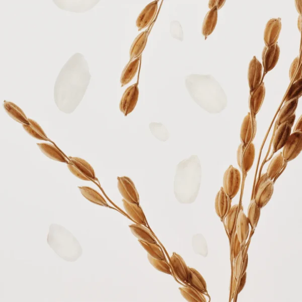 Beauty of Joseon Relief Sun : Rice + Probiotics (SPF50+ PA++++)